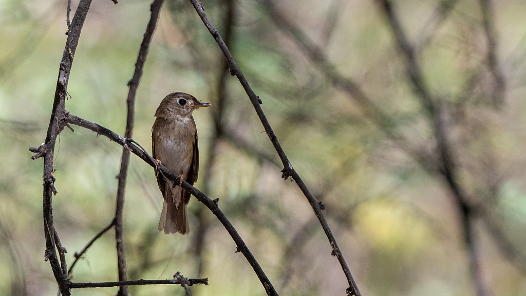 Brown-breasted Flycatcher